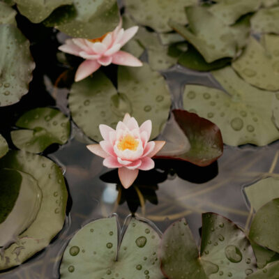 Twin Flame course for therapists and coaches